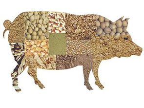 家畜養殖升溫，飼料檢測勢在必行