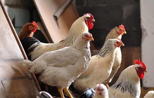 高溫來襲！最全面的雞場防暑降溫寶典，讓家禽安然度夏